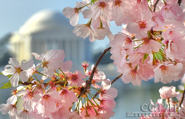 Jefferson Memorial - Cherry Blossoms - Washington D.C. - Tidal Basin - Caryn Esplin