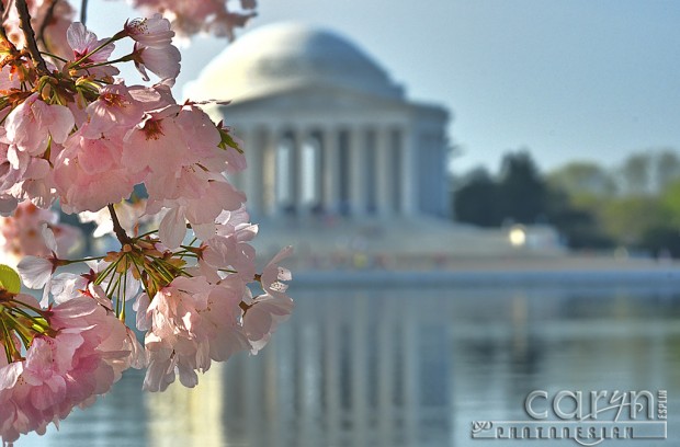 Cherry Blossoms Left - Washington D.C. - Tidal Basin - Caryn Esplin