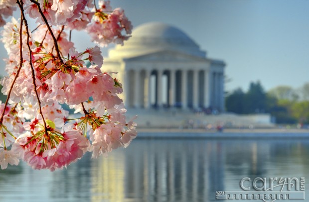 Jefferson Memorial - Cherry Blossom Festival - Sunrise - Caryn Esplin