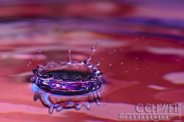 Magenta Crown Splash - Water Drop Photography - Caryn Esplin