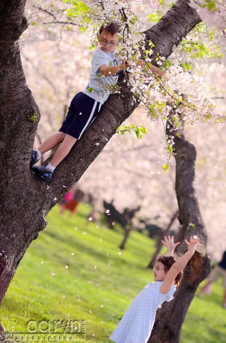 Washington D.C. Cherry Blossom Festival - 100 year anniversary - Caryn Esplin