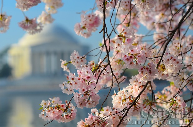 Peak Cherry Blossom Time - Jefferson Monument - Washington D.C. 