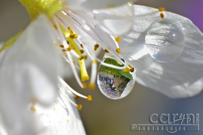 Cherry Blossom Festival Reflection - Washington D.C. - Water Drop - Caryn Esplin