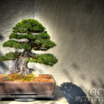 Bonsai Dome - National Arboretum - Washington D.C. - Caryn Esplin