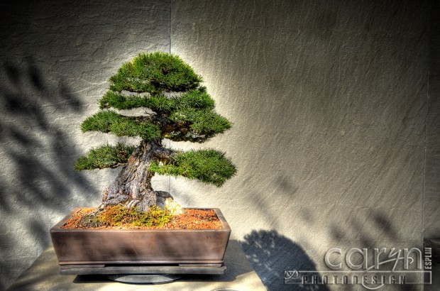 Bonsai Dome - National Arboretum - Washington D.C. - Caryn Esplin