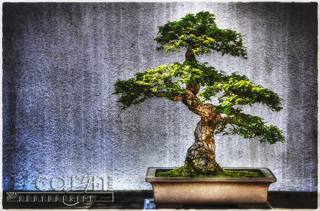 Timeless Bonsai Trees at the National Arboretum