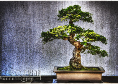 Timeless Bonsai Trees at the National Arboretum