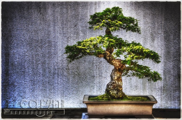 Bonsai Sculpture - National Arboretum - Washington D.C. - Caryn Esplin