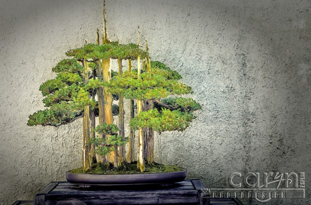 Bonsai Spears - National Arboretum - Washington D.C. - Caryn Esplin