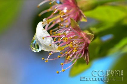 Cherry Blossom  - Bird's Eye View - Washington D.C. - Water Drop - Caryn Esplin