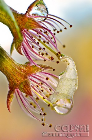 Cherry Blossom Finale - Water Drop - Washington D.C. - Caryn Esplin