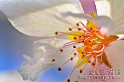 Cherry Blossom Palette - Washington D.C. - Water Drop - Caryn Esplin