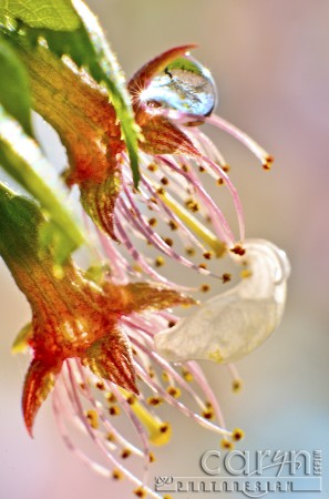 Cherry Tree Reflection - Water Drop - Washington D.C. - Caryn Esplin