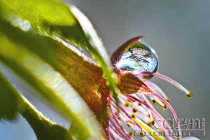 Cherry Blossom Star Abstract - Water Drop - Washington D.C. - Caryn Esplin