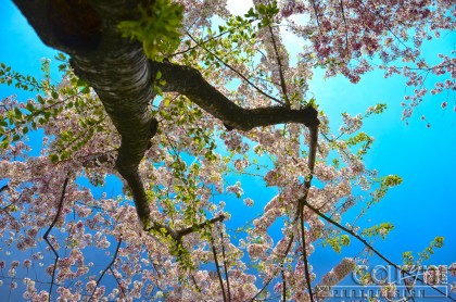 Cherry Blossom Tree - From underneath - Washington D.C. - Caryn Esplin