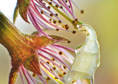 Fallen Cherry Blossom – with Water Drop!