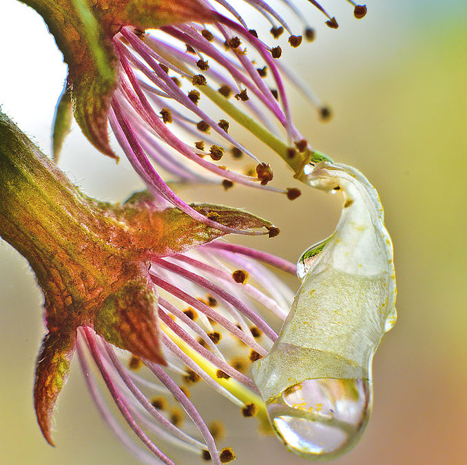 Fallen Cherry Blossom – with Water Drop!