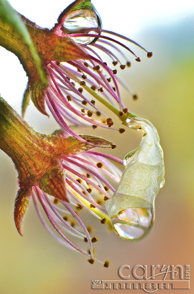 Fallen Cherry Blossom – with Water Drop!