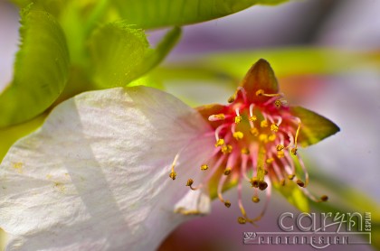 Last Petal - Cherry Blossom - Water Drop - Washington D.C. - Caryn Esplin