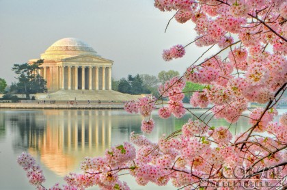 Cherry Blossom - Jefferson Memorial - Reflection - Washington D.C. Tidal Basin - Caryn Esplin