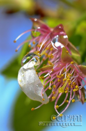 Twin Drops - Cherry Blossoms - Washington D.C - Caryn Esplin