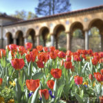 National FranciscanMonastery - Tulips - Washington D.C. - Caryn Esplin