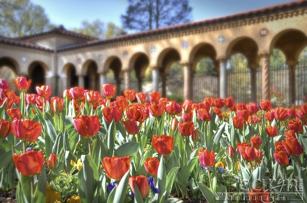 National Franciscan Monastery - Tulips - Washington D.C. - Caryn Esplin