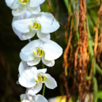 Orchid Cascade - U.S. Botanic Garden - Orchid Show - Caryn Esplin