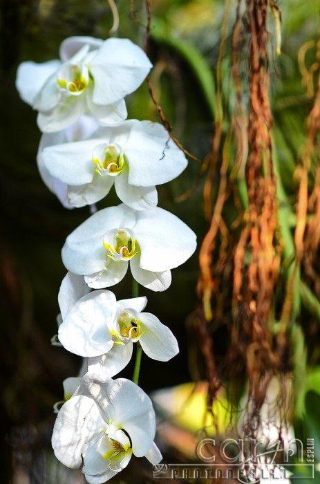 Orchid Cascade - U.S. Botanic Garden - Orchid Show - Caryn Esplin