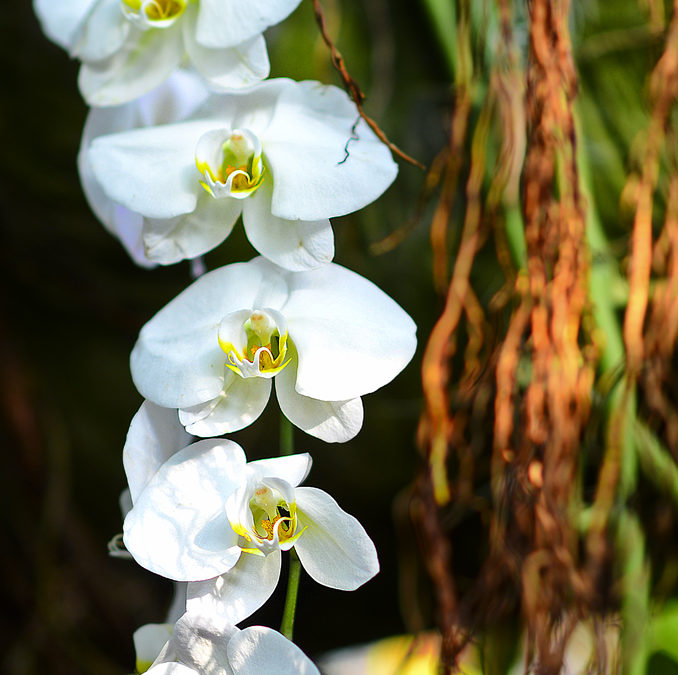 Orchid Show at U.S. Botanic Garden