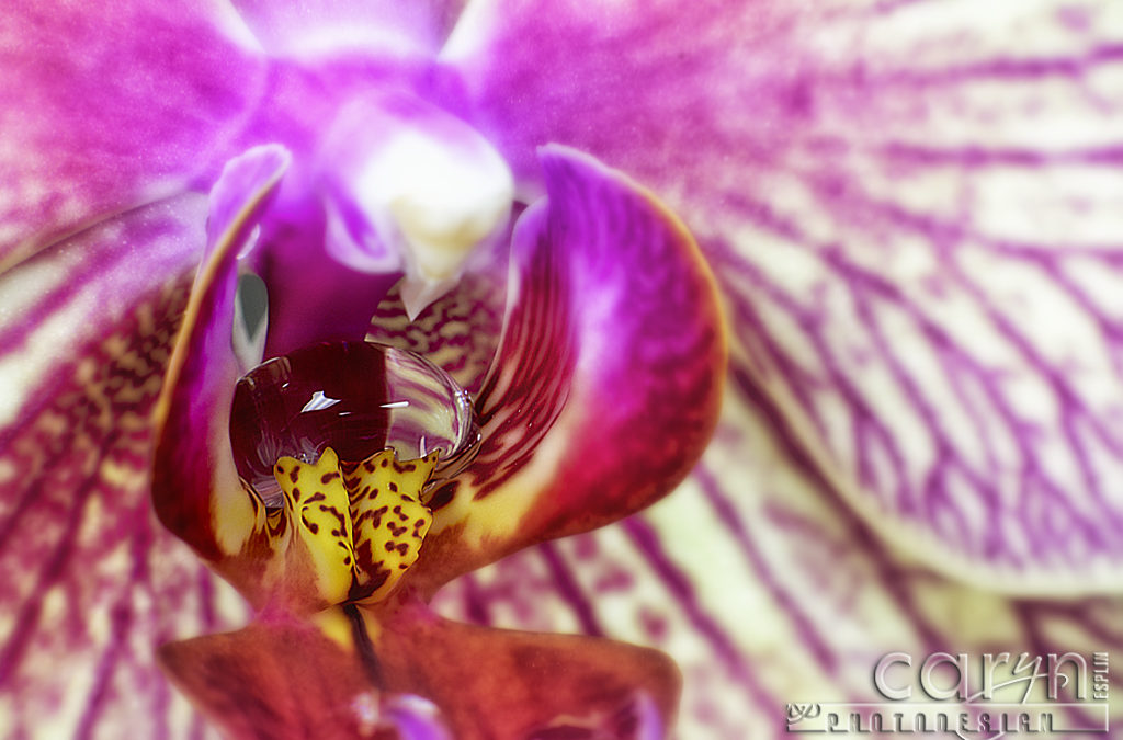 Orchid Water Drop – U.S. Botanic Garden – D.C.