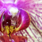 Orchid Water Drop - Washington D.C. - Caryn Esplin