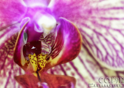 Orchid Water Drop – U.S. Botanic Garden – D.C.