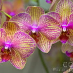 Pink Orchid - National Arboretum - Washington D.C. - Caryn Esplin