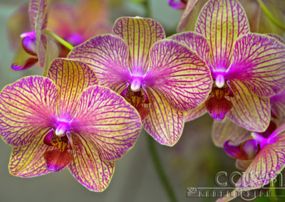 Pink Orchid – National Arboretum – Wash D.C.