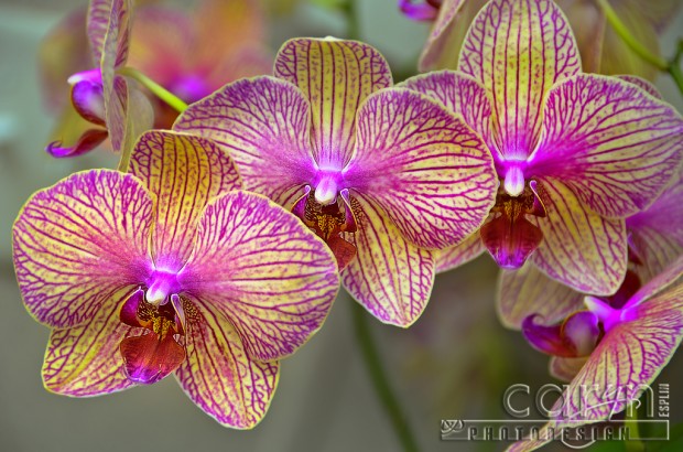 Pink Orchid - National Arboretum - Washington D.C. - Caryn Esplin