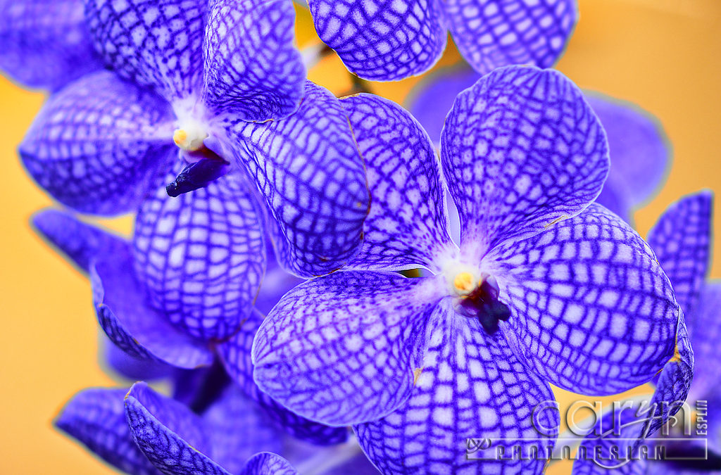 Purple Orchids at the U.S. Botanic Garden