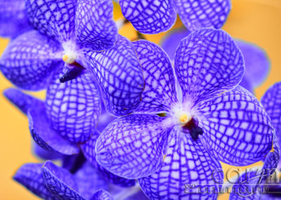 Purple Orchids at the U.S. Botanic Garden