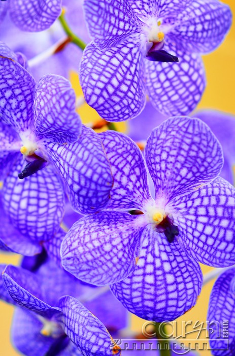 Purple Orchid 2 - U.S. Botanic Garden- Caryn Esplin