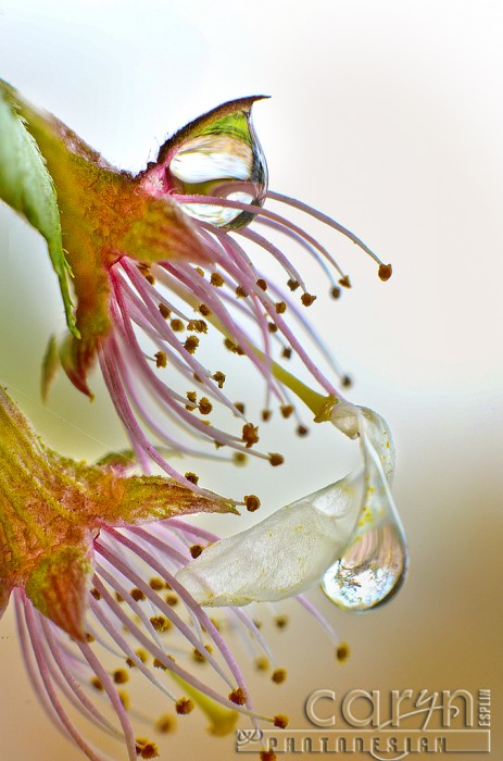 Spent Cherry Blossom - Water Drop -  Washington D.C. - Caryn Esplin