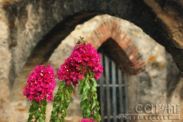 Pink flowers in the archway - San Juan Mission - San Antonion, Texas - Caryn Esplin