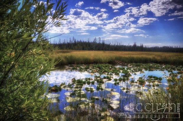 Lily Pad Ecosystem- Caryn Esplin - Island Park, Idaho - Self Assignment