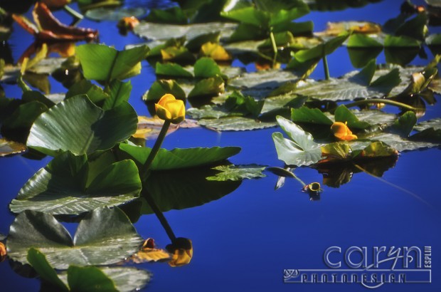 Lily Pad Flowers - Caryn Esplin - Island Park, Idaho - Self Assignment