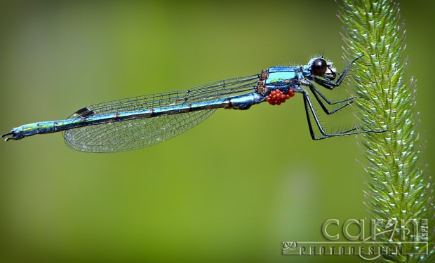 Macro Damselfly - Caryn Esplin - Island Park, Idaho - Lily Pad - Self Assignment