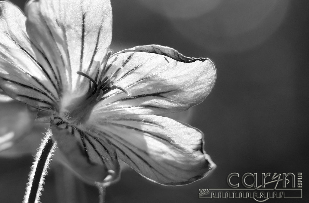 Tiny Sticky Geranium with 1. Macro Stacking – 2. Auto Align Layers – 3. Nik Silver Effex