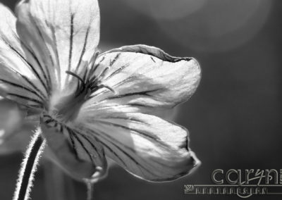 Tiny Sticky Geranium with 1. Macro Stacking – 2. Auto Align Layers – 3. Nik Silver Effex