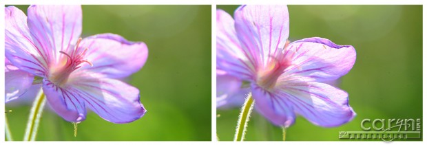 Pink Sticky Geranium - Caryn Esplin - Macro Stacking - Nik Silver Effex