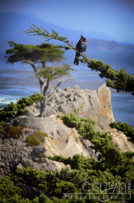 Pebble Beach CA, Lone Cypress - Bluejay - 17-mile drive - San Francisco Bay Area - Caryn Esplin