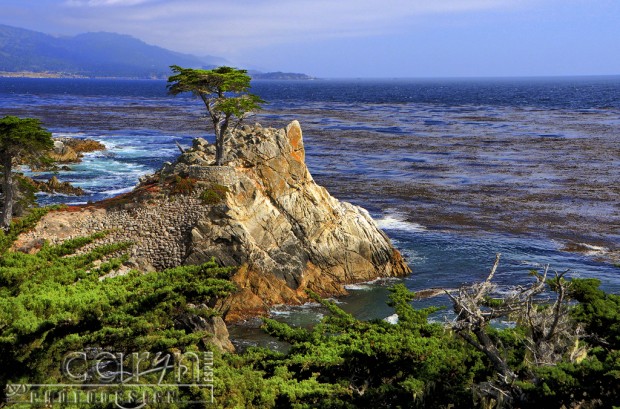 Pebble Beach CA, Lone Cypress Tree Icon - 17-mile drive - San Francisco Bay Area - Caryn Esplin