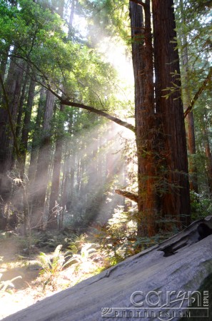 Muir Woods - HDR - Caryn Esplin